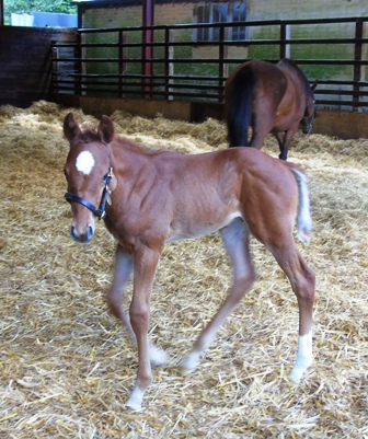 2020 colt by Mukhadram